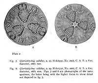 Glorioptychus callidus (d'après G.D. Hanna 1927)