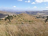 Grassland with thatching grass on Imba Abba Salama Mt. in Haddinnet, Ethiopia