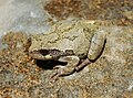 Gray tree frog, Hyla versicolor, Hylidae, eastern North America