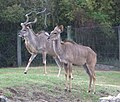 Pärchen Kap-Großkudus (Strepsiceros strepsiceros)