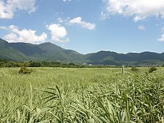 夏の箱根仙石原湿原植物群落(国の天然記念物)