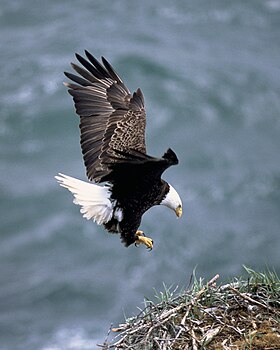 Águia-de-cabeça-branca (Haliaeetus leucocephalus)