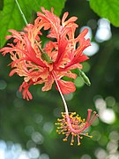 Hibiscus schizopetalus