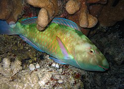 Perroquet à long nez (Hipposcarus longiceps)