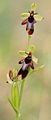 Ophrys mouche