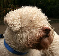 lagotto blanc