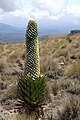 ケニア山の標高4,300メートル地帯に生育する Lobelia gregoriana（スウェーデン語版）。ケニア山の固有種。