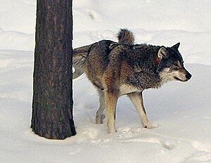 Lobo marcando su territorio-2.jpg