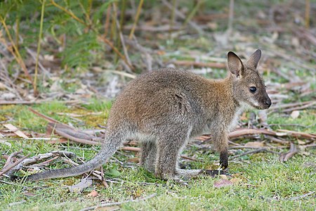 Red-necked wallaby, juvenile, by JJ Harrison