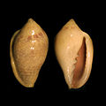 Marginella glabella offshore Dakar, Senegal