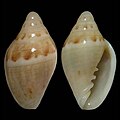 Marginella gloriosa Western Sahara