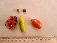 Fruit and seeds