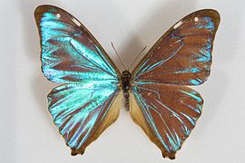 小藍閃蝶 Morpho aega