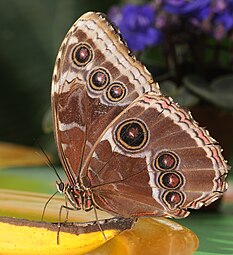 Morpho peleides