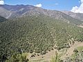 Wooded slopes, Turkestan Range, Kyrgyzstan re. P. alaica.