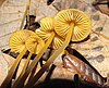 A photograph of the gills and stem of yellow mushrooms