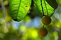 Fruits de Byrsonima crassifolia