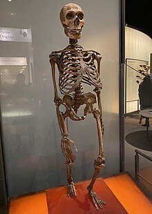 Slightly angled head-on view of a Neanderthal skeleton, stepping forward with the left leg