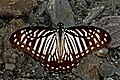 Lesser zebra (Graphium macareus)