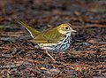 Image 79Ovenbird in Prospect Park