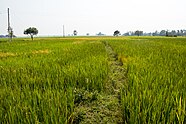 A wide open paddy field with a trodden path down the middle