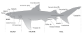 Image 13The major features of sharks (from Shark anatomy)