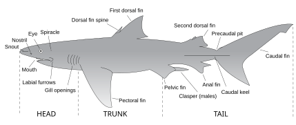 Sharks typically have two dorsal fins