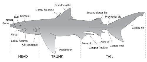 Anatomical shark drawing showing snout, nostril, eye, spiracle, dorsal fin spine, first and second dorsal fins, precaudal pit, caudal fin, caudal keel, anal fin, clasper, pelvic fin, pectoral fin, gill openings, labial furrow, and mouth