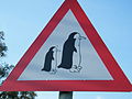 Penguin crossing!