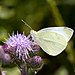 Cirsium arvense