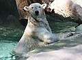 Polar Bear (Ursus maritimus)