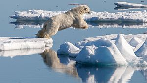 דוב קוטב מקפץ בין קרחונים. הדוב הלבן קופץ משמאל התמונה לימינה, שתי כפות רגליו מונחות על קרחון צף, וכפותיו הקדמיות באוויר.