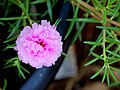 Portulaca flowers