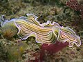 Candy striped flatworm