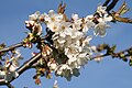 Prunus avium (flowers)