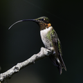 Male ruby-throated hummingbird perched on a branch, displaying its tongue, East Texas