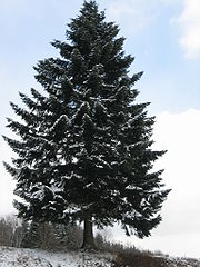 Majestueux sapin des Vosges