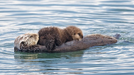 Sea otter nursing, by Mike Baird (edited by Fir0002)