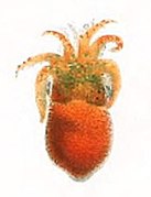 Sepiola aurantiaca.