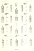 Tantilla deppei, Bilder 11, 11a und 11b rechts unten