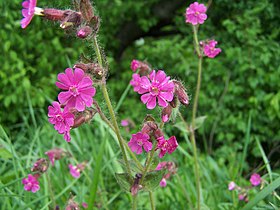 Silene dioica