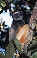 Propithecus diadema