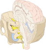 Cranial nerves as they pass through the skull base to the brain.