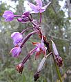 Spathoglottis plicata는 전형적인 총상화서이다.