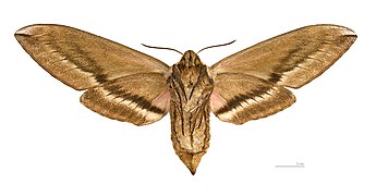 ♀ △ Ventral side