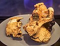 Este cráneo, TM 1517, es el holtipo de la especie Paranthropus robustus. Tiene unos 2 millones de años.