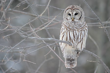 Barred owl, by Mdf