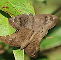 Tagiades japetus obscurus, mating