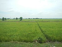 Ricefields