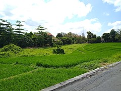 A terraced field